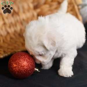 Tiny-Holly, Bichon Frise Puppy